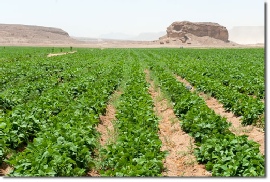Picture of a Farm in a Desert
